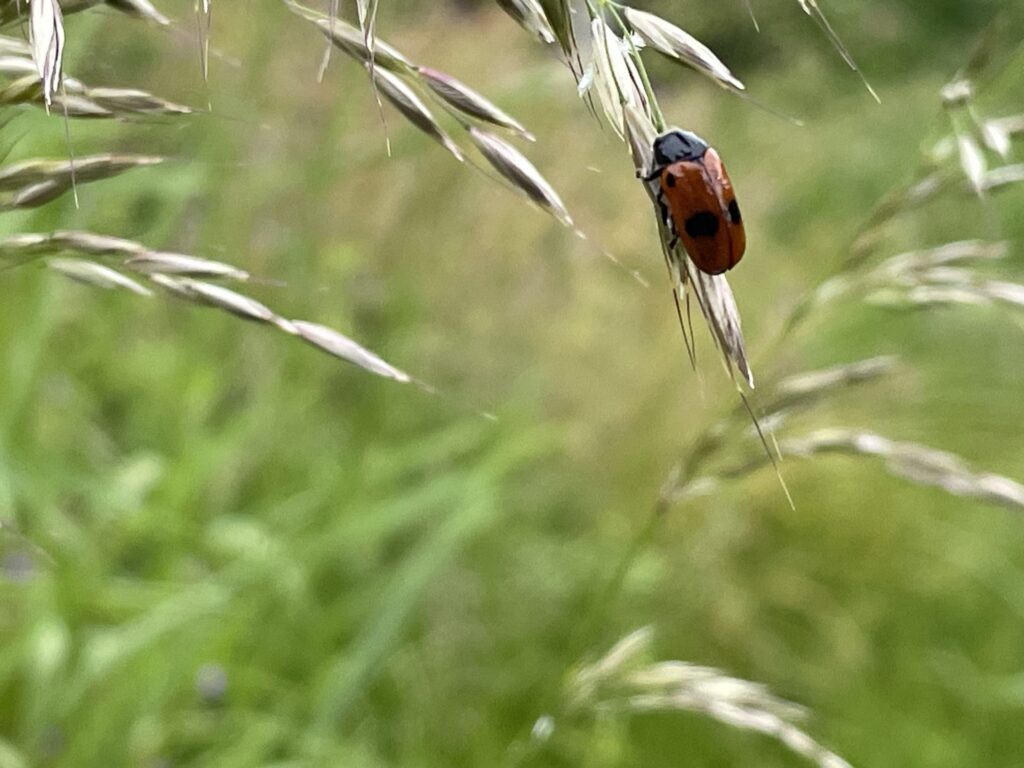 Loubiclou, une nature pleine de surprises